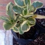 Peperomia obtusifolia叶