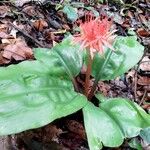 Scadoxus multiflorus Çiçek