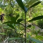 Ardisia elliptica Alkat (teljes növény)