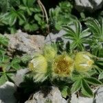 Potentilla nivalis Virág