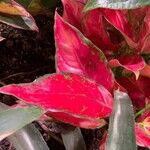 Aglaonema commutatum Folha