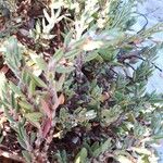 Polygonum maritimum Folha