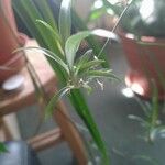 Chlorophytum comosum Leaf