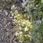 Saxifraga caesia Blatt