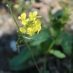 Sinapis arvensis Fula