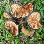 Sterculia foetida Frukto