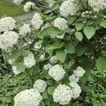 Viburnum carlesii عادت