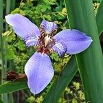 Trimezia coerulea Flower