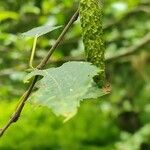 Betula tianschanica