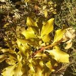 Paeonia mascula Leaf