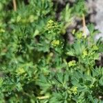 Alchemilla pentaphyllea Õis