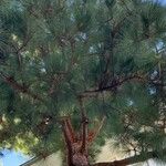 Pinus elliottii Folha