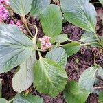 Bergenia crassifolia Blatt