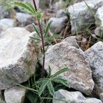 Potentilla hirta Leaf