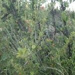 Turraea mombassana Συνήθη χαρακτηριστικά