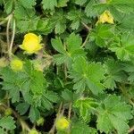 Potentilla verna Blatt