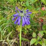 Agapanthus inapertus Kwiat