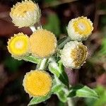 Helichrysum foetidum Blüte