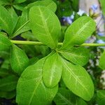 Plumbago auriculata ᱥᱟᱠᱟᱢ