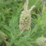 Lavandula viridis Blomst