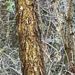 Quercus conferta Bark