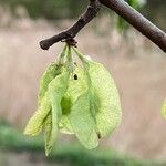 Ulmus glabra Frucht