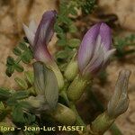Astragalus baionensis Blüte