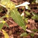 Galeopsis segetum Leaf