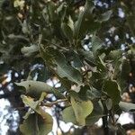 Combretum imberbe Fruit