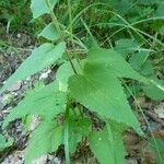 Campanula rapunculoides Ліст