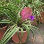 Tillandsia guatemalensisBloem