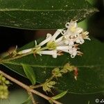 Ligustrum ovalifolium花