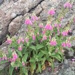 Digitalis thapsi 花