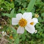 Bidens alba പുഷ്പം