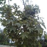 Platanus orientalisഇല