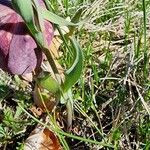 Fritillaria tubaeformis Leht