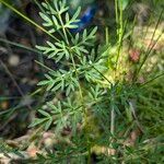 Peucedanum palustre Feuille