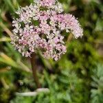 Mutellina adonidifolia 花
