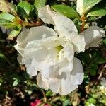 Rhododendron alabamense Blomma