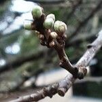 Prunus salicina Cvet