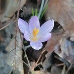 Crocus cambessedesii Квітка