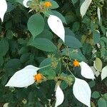 Mussaenda frondosa 葉