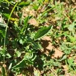 Commiphora schimperi Leaf