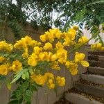 Senna corymbosa 花