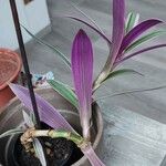 Tradescantia spathacea ഇല