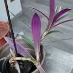 Tradescantia spathacea Hostoa