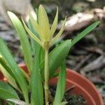 Maxillaria brachybulbon Ліст