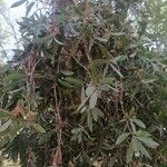 Melaleuca quinquenervia Yaprak