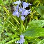 Hyacinthoides × massartiana Flor