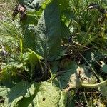 Salvia pratensis Leaf